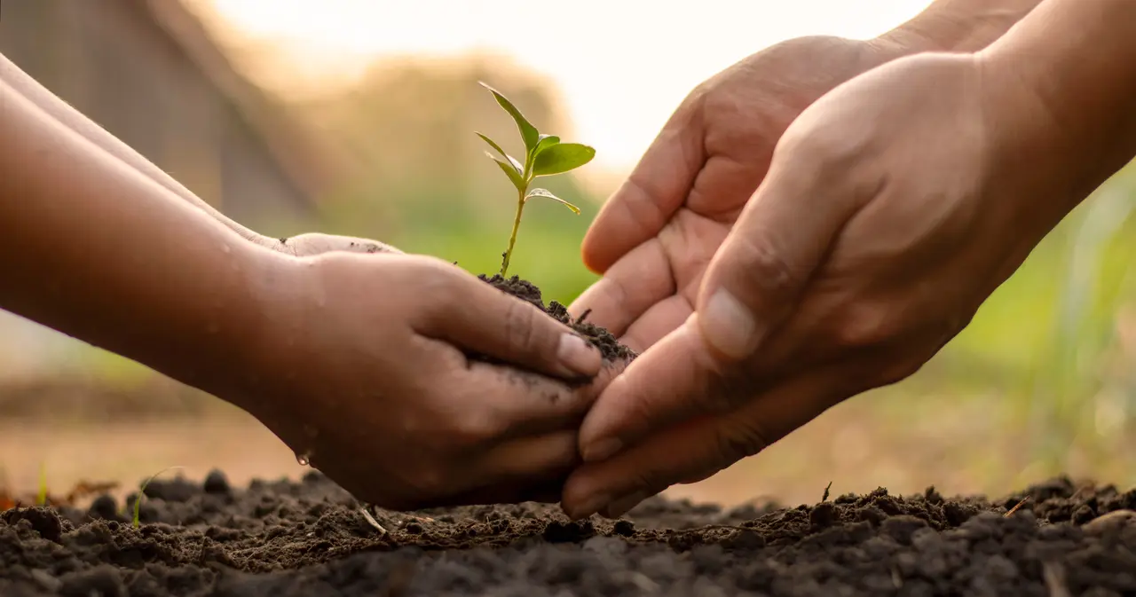 Hands nurturing a growing plant