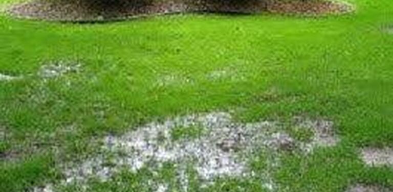 Garden befor subsoil drain installtiuon