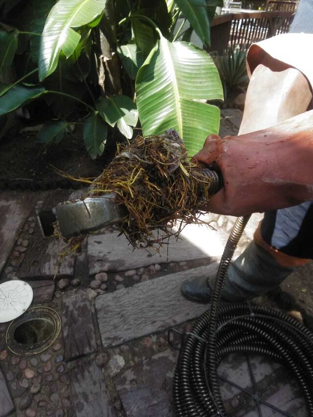 Roots blocking a drain removed