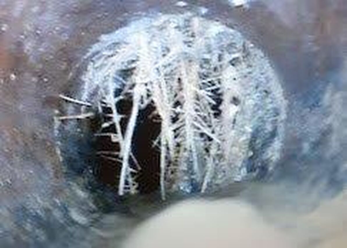 Roots visible on drain camera